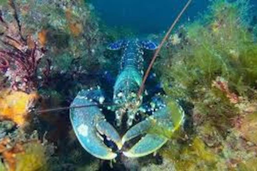 Gite Entre Mer Et Abers Landéda Zewnętrze zdjęcie